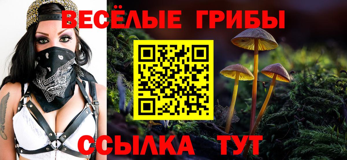 Псилоцибиновые грибы Psilocybe Клинцы